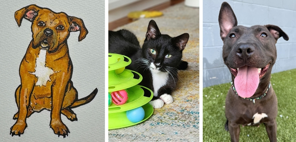 A drawing of a dog, a picture of a cat playing with a toy and a picture of a smiling dog