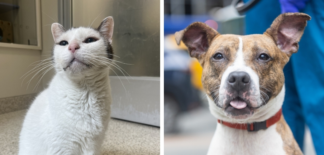 A cat sitting up and a smiling dog's face