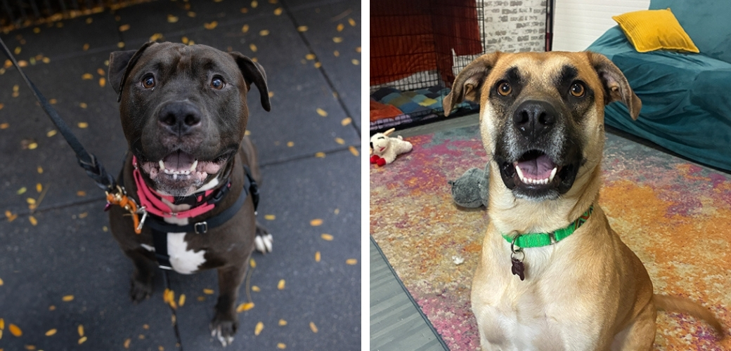 A black dog smiling outside, and a brown dog smiling in a living room