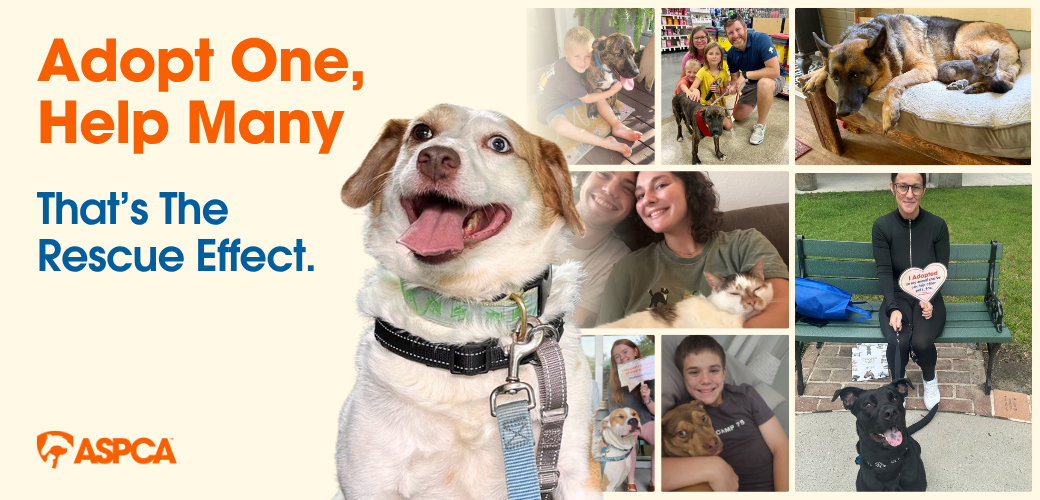 The Rescue Effect collage