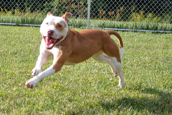 Tan and white pit bull running outside