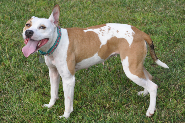 Happy tan and white pit bull standing on grass