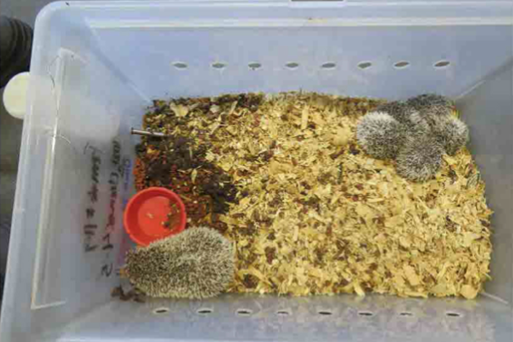 Hedgehogs in dirty container