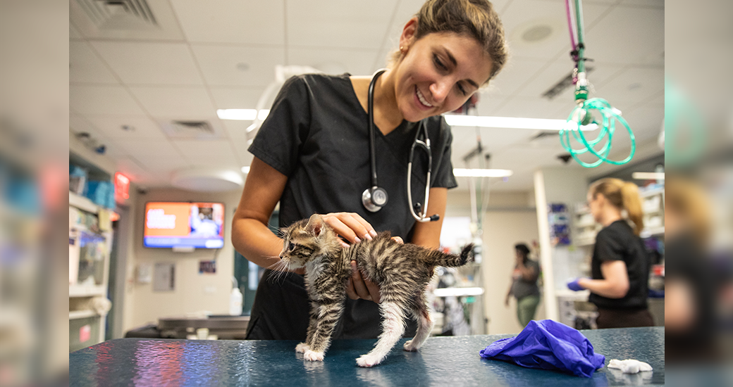 A vet with a kitten