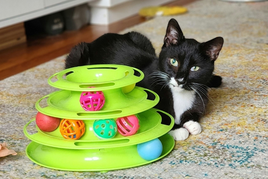 A black and white cat playing with a toy on the floor