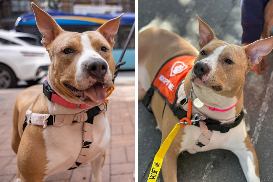 A dog sitting down smiling, and a dog lying down and relaxing