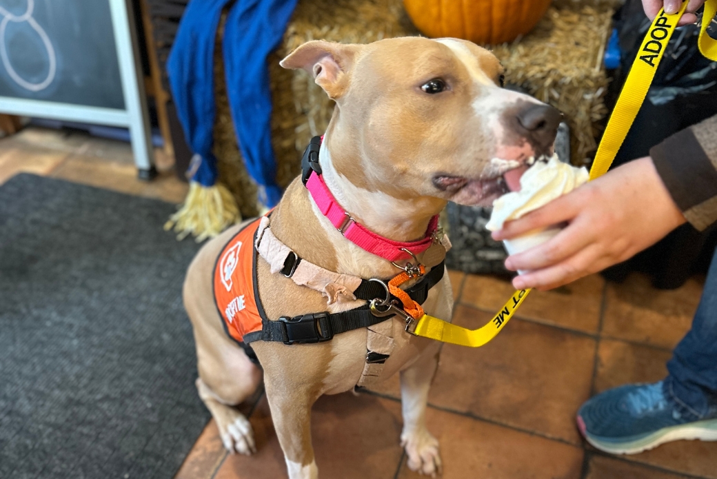 A brown and white dog eating cream from a paper cup