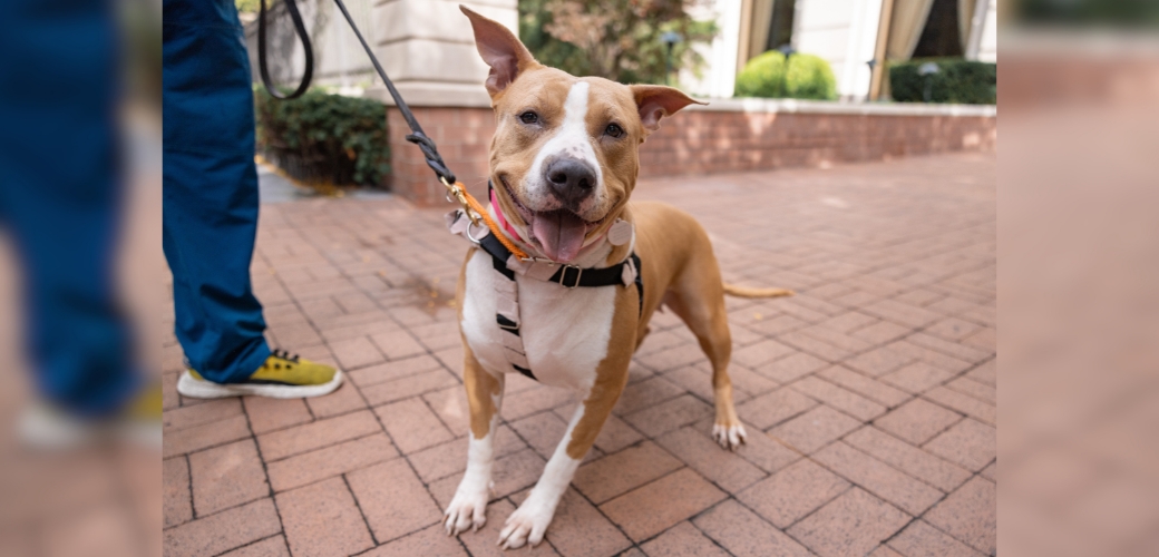 A smiling brown and white dog on a walk