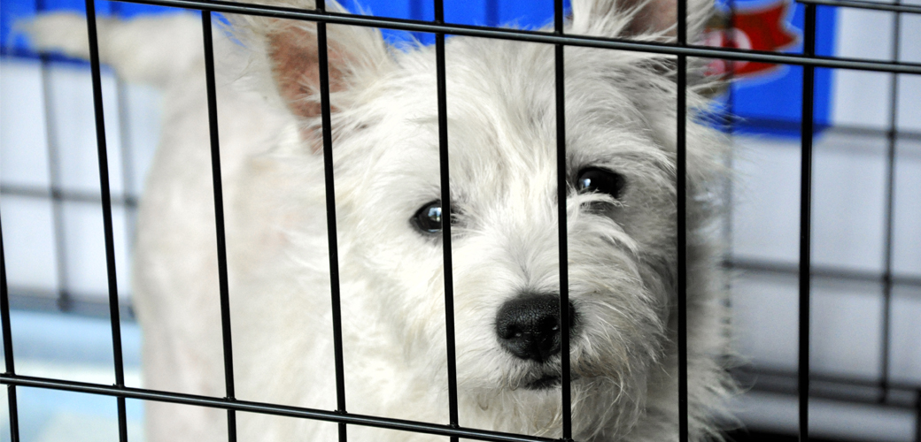 Dog in cage