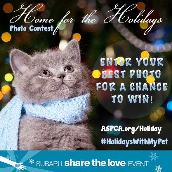 Win Big This Holiday Season! Enter the ASPCA’s Annual Home for the Holidays Photo Contest