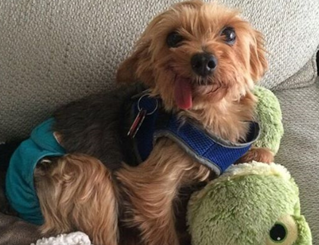 Yorkie with toys
